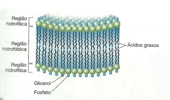Membrana citoplasmática Estruturas internas à parede celular Estrutura fina (8 nm) e fluida Composição química proteínas +