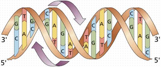 Conceitos fundamentais da MP: Patrimônio Genético (PG) Material Biológico Patrimônio Genético É a