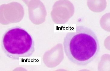 São células do sangue.