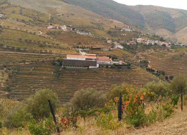 183 ANEXO III Estágio de Vindima Quinta do Crasto S.A. Após quase terminada a fase de medições na Quinta da Cabreira surgiu a oportunidade de realizar estágio de vindima na Quinta do Crasto.