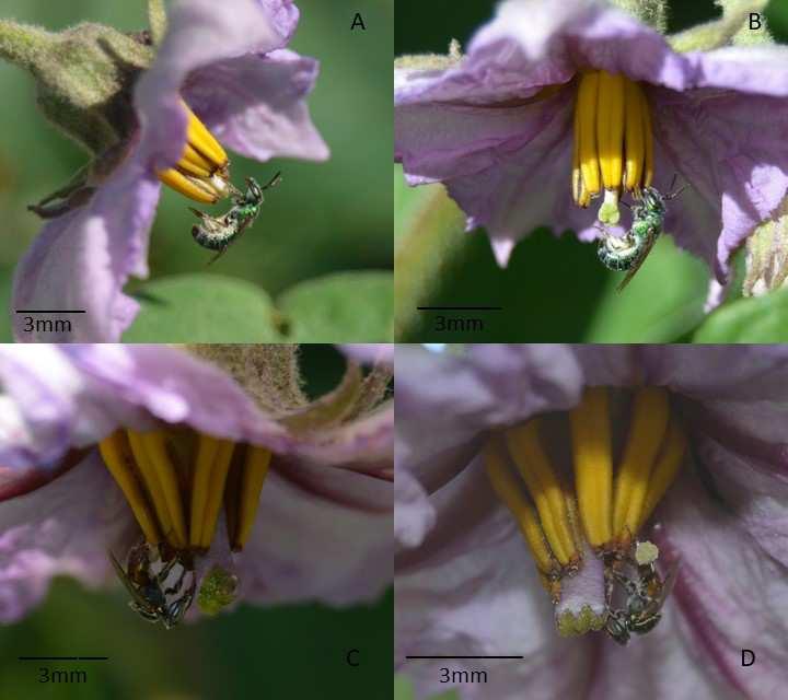 42 FIGURA 4. A - Halictidae realizando grooming sobre estigma de uma flor de berinjela. B. Halictidae realizando grooming fixada com a mandíbula no ápice das anteras.