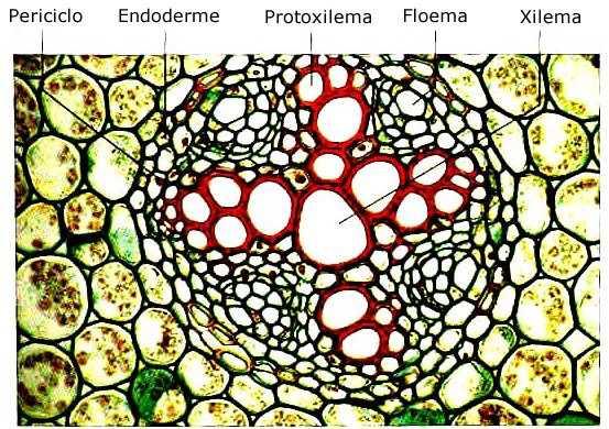 ANGIOSPERMAS: MORFOLOGIA E