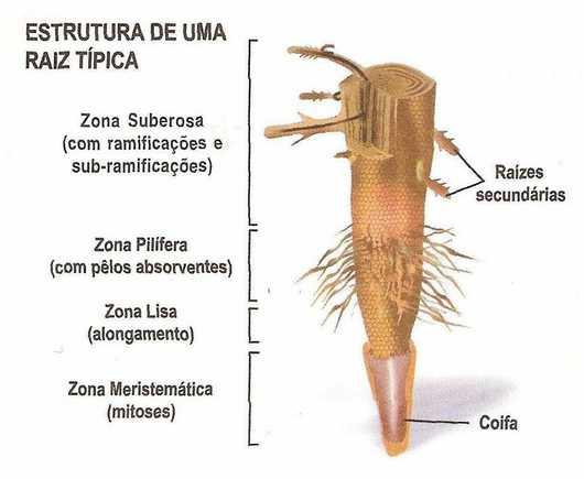 RAIZ DE DICOTILEDÔNEA Zona meristemática: protegida pela coifa.