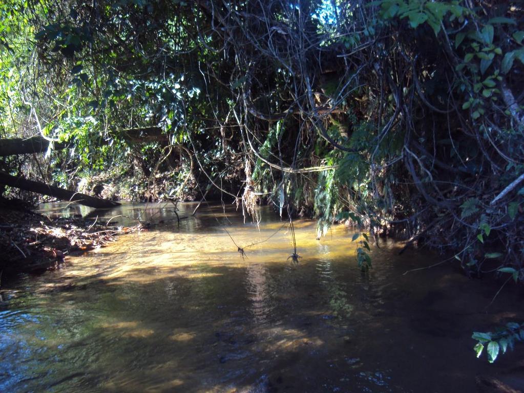 3.2 Pontos de Amostragem O ponto 1 se localiza a 24 14 41 S 47 38 53 O, no local mais próximo da nascente onde conseguiu-se acesso, apresenta pouca vegetação de grande porte em suas margens, possui