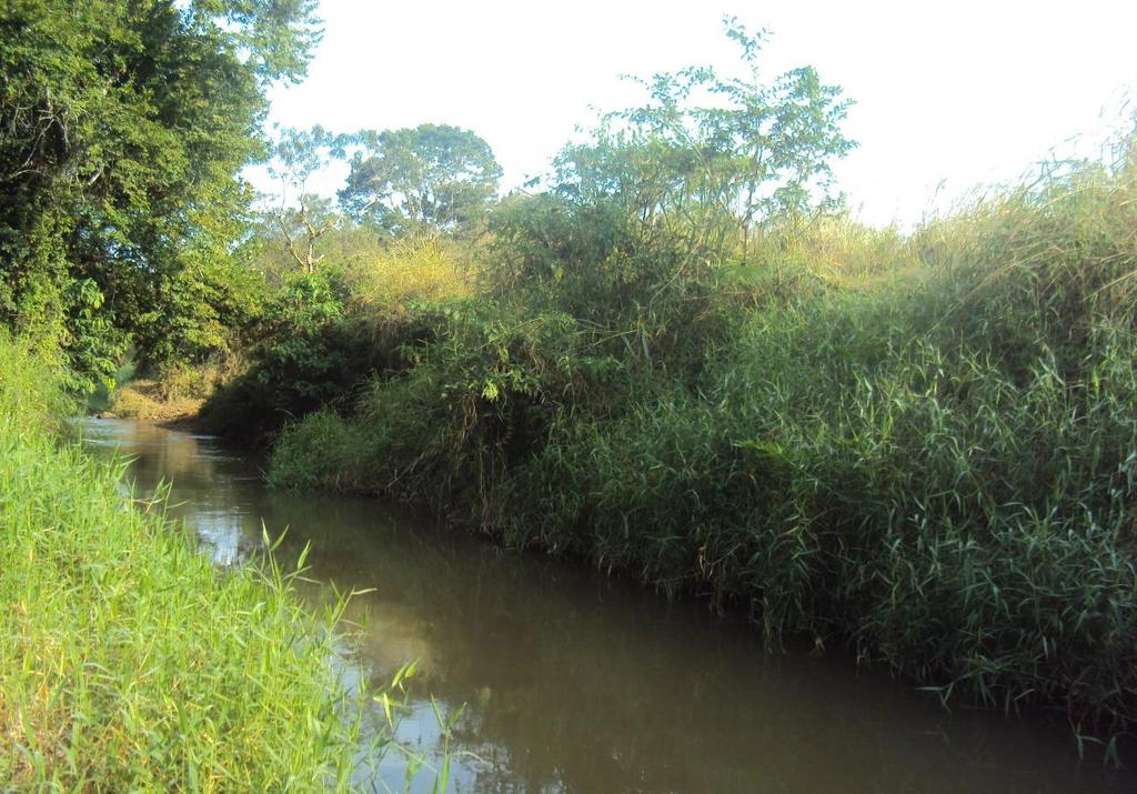 Figura 7 - Ponto de coleta 4, afluente do ribeirão Poço Grande, afluente do rio Juquiá, 