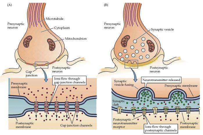 Sinapses Elétricas As sinapses elétricas têm participação minoritária no sistema nervoso, contudo estão presentes inclusive no cérebro de mamíferos.