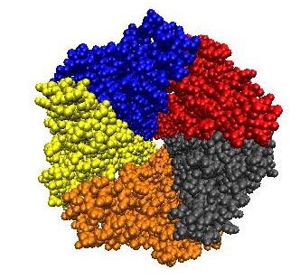 Sinapse Química A acetilcolina (ACh) é liberada por exocitose da célula pré-sináptica, ligandose ao seu receptor na célula póssináptica.