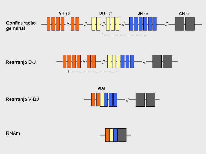 29 A recombinação V(D)J é propriedade exclusiva das células linfóides, constituindo uma estratégia única, responsável pela imensa diversidade molecular do sistema imune.