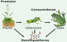 Cadeia alimentar: percurso de matéria e energia no ecossistema via relações alimentares, iniciando-se com os produtores (autótrofos) e terminando nos decompositores.