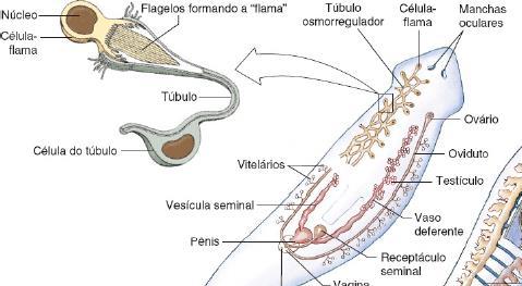 Platyhelminthes- Características Excreção realizada por estruturas (canais) com células