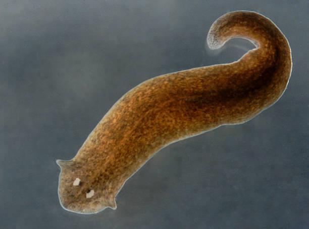 Platyhelminthes-