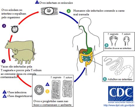 Platyhelminthes- Cestoda Reprodução hermafroditas podem realizar