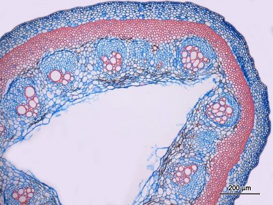 VEGETAL Caule Adulto 15 Nome Científico: Aristolochia