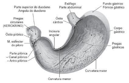 Estômago Anatomicamente, é dividido em quatro partes, sendo cárdia a porção inicial onde desemboca o esôfago; fundo a região localizada na parte superior, projetando-se em direção ao