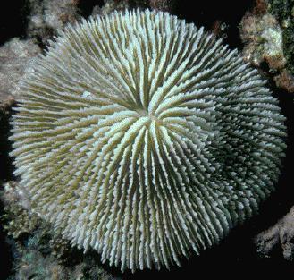 solitários (hidra, medusa) ou coloniais (corais Atualmente