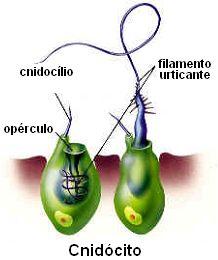 Possuem um tipo de célula urticante denominada cnidócito apresenta uma organela especializada denominada nematocisto cápsula que contém em seu