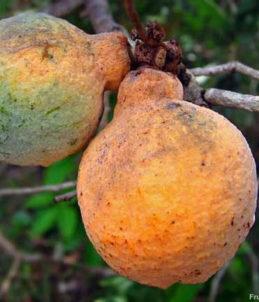 recuperação Garcinia