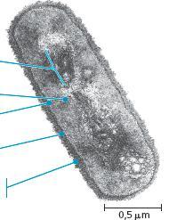 Nucleóide Ribossomo membrana Parede celular