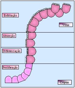 No que diz respeito à absorção nos enterócitos, várias proteínas são conhecidas e suas expressões modificam em relação à maturidade do enterócito, com finalidade de ótima passagem de ferro através da