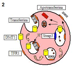 enterócitos (1), eritroblastos (2), macrófagos (3) e hepatócitos