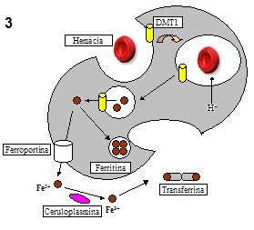 duodenal; DMT1: transportador de metais divalente; HO: Heme