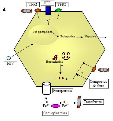 redutora de ferro; TFR2: receptor de transferrina 2; HJV: