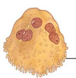 OSTEOCLASTOS: possuem grande mobilidade e muitos núcleos.