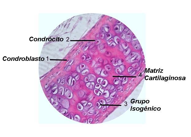 CONDROBLASTOS: Células jovens (células-tronco de cartilagem):