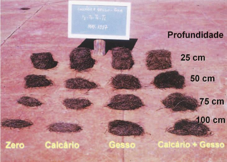 Figura 1. Quantidade de raízes em profundidade em experimento com gesso e calcário na cultura da cana-de-açúcar. Fonte: Morelli et al. (1992).