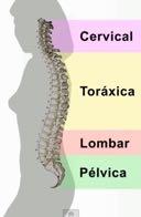 São 7 vértebras cervicais,12 toráxicas, 5 lombares, 5 sacrais e cerca de 4 coccígeas.