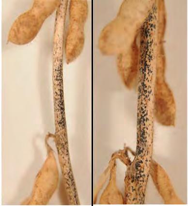Doenças da haste ANTRACNOSE ANTRACNOSE As pontuações negras de formato irregular aparecem nas hastes e nos pecíolos.