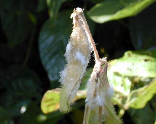 germinam. O fungo cresce nas hastes e pode fazer com que a planta murche, e também pode infectar as vagens e sementes.