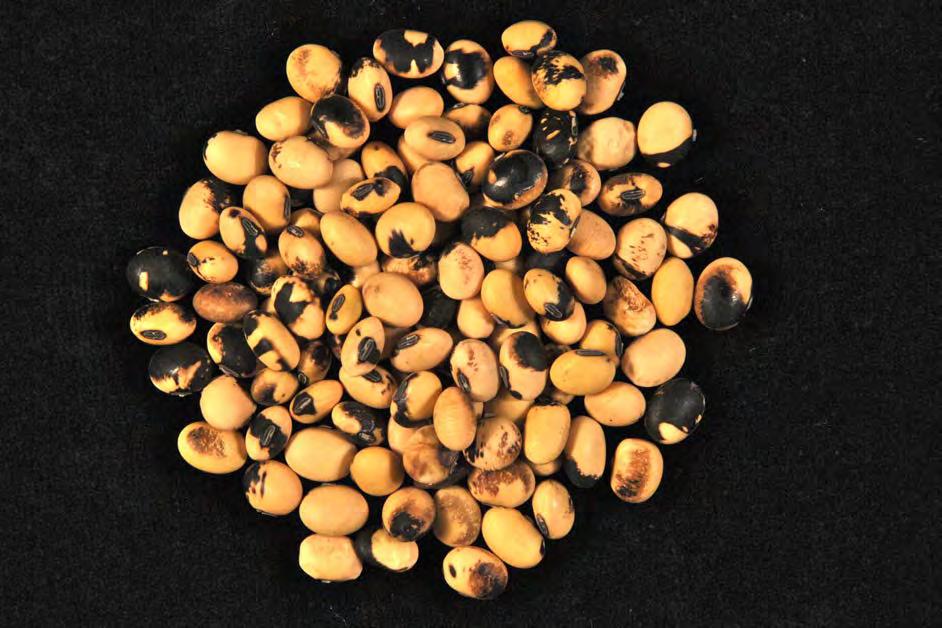 Doenças da vagem e semente MOSQUEAMENTO DA SEMENTE MOSQUEAMENTO DA SEMENTE Sementes de plantas infectadas por vírus podem apresentar mosqueado cor de bronze, marrom, ou preto.