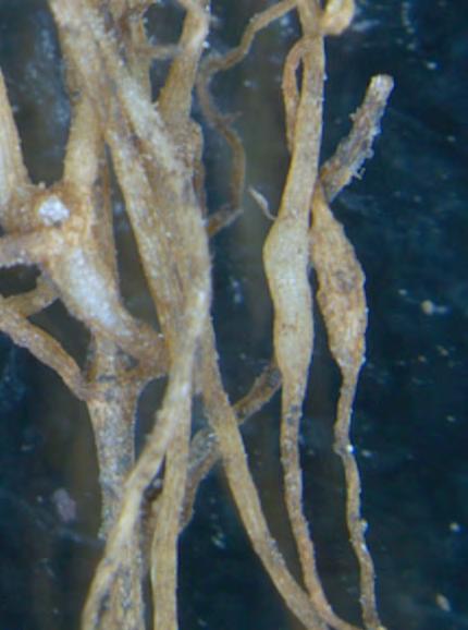 Doenças da raiz NEMATOIDE DE GALHAS NEMATOIDE DE GALHAS O principal sintoma para identificar esta doença é a presença de galhas nas raízes infectadas.