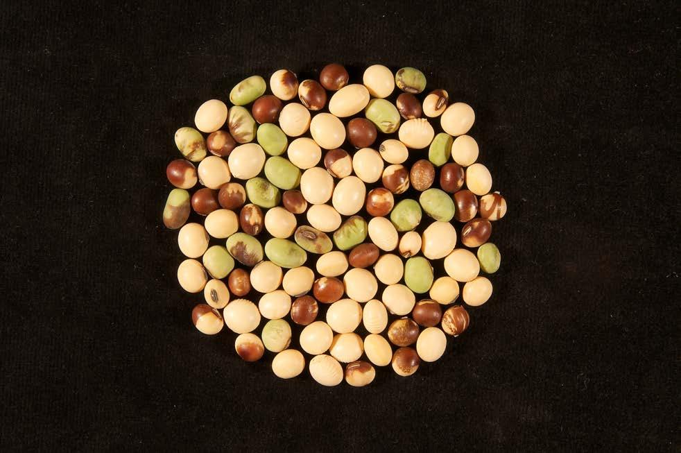 Essa figura mostra sementes (foto abaixo) de quatro a oito semanas após o amarelas, verdes,