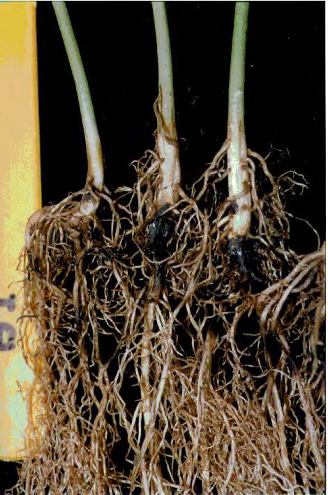 Doenças da soja 9 Doenças da soja Patógenos e pragas que atacam a soja infectam todas as partes da planta, incluindo a raiz, brotos e hastes, folhas, vagens e sementes.