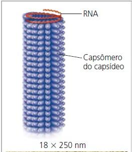 Mas se os vírus não são células, então o que eles são?