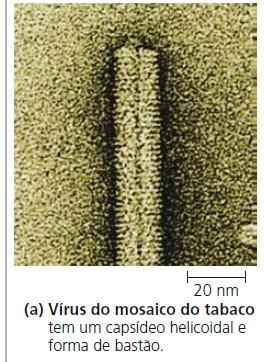 circundado por uma camada proteica e, em alguns casos, em