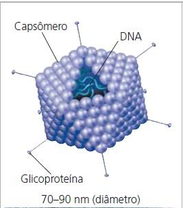 O vírus consiste em um ácido