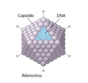 Os demais são exemplos de vírus não envelopados. O vírus da gripe é um exemplo de vírus envelopado.