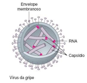 envelope dos poliédricos, membrana víruspelo Envelopados que citoplasmática icosaédricos, envelope, é