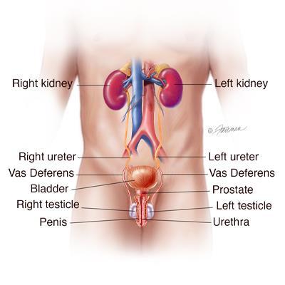 URETER São dois tubos que transportam a urina dos rins para a bexiga.