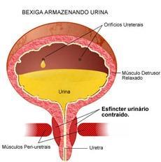 Inferiormente ao músculo esfíncter, envolvendo a parte superior da uretra, está o esfíncter externo, que controlado voluntariamente,