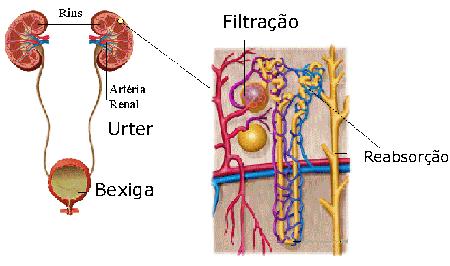 SISTEMA URINÁRIO Constituído pelos órgãos uropoéticos: filtrar o sangue e formar a