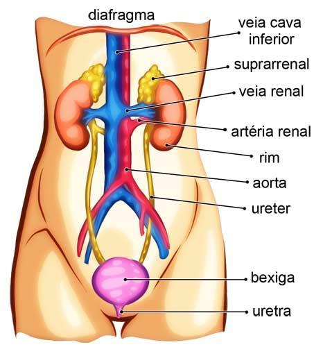 SISTEMA URINÁRIO Além dos rins, as estruturas restantes do sistema urinário funcionam como um encanamento constituindo as vias do trato urinário.