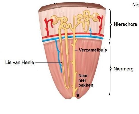 profunda, denominada medula renal.