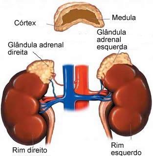 GLÂNDULAS SUPRARRENAIS Localizadas na parte superior dos rins, secreta os hormônios: Divide-se em 2 partes: Medula: produz h.