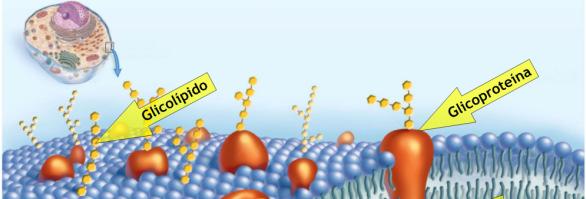 Características das membranas