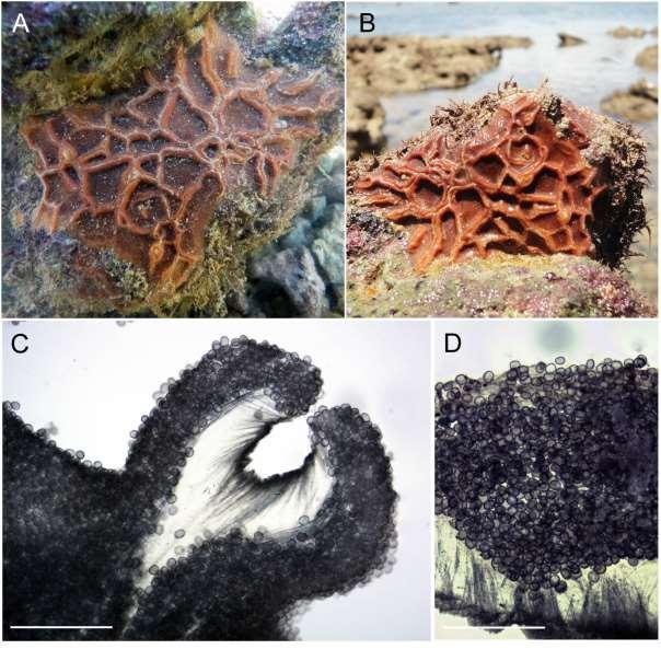 101 Figura 23: Placospongia sp. nov.