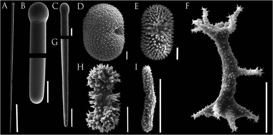 102 Figura 24. Imagens em MEV do conjunto espicular de Placospongia sp. nov.